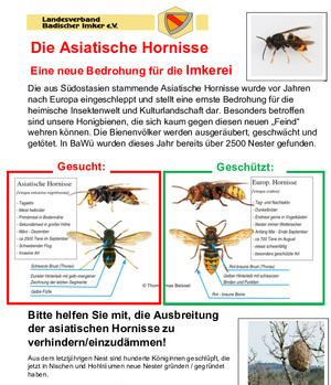 Erkennen der Asiatischen Hornisse (Quelle LV Bad. Imker)